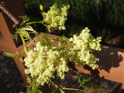 Do rabbits eat lemony lace elderberry